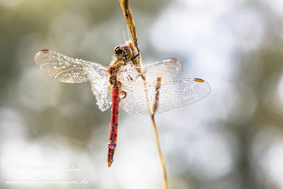 Heidelibelle (Sumpf-)_0072