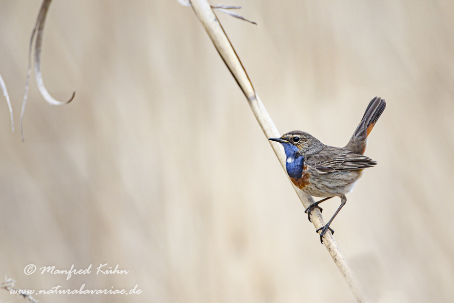 Blaukehlchen ()_0007