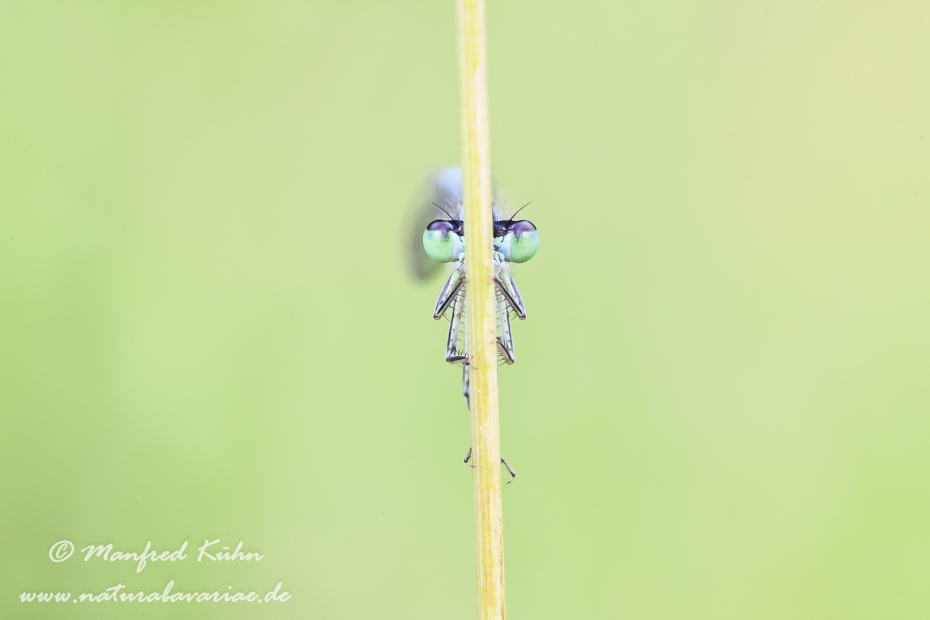 Frontansicht einer Libelle ()_0003