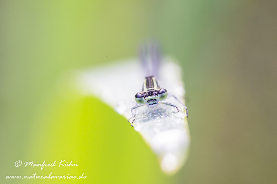 Frontansicht einer Libelle ()_0004