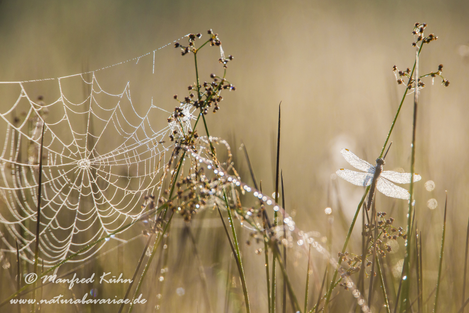 Heidelibelle ()_0003