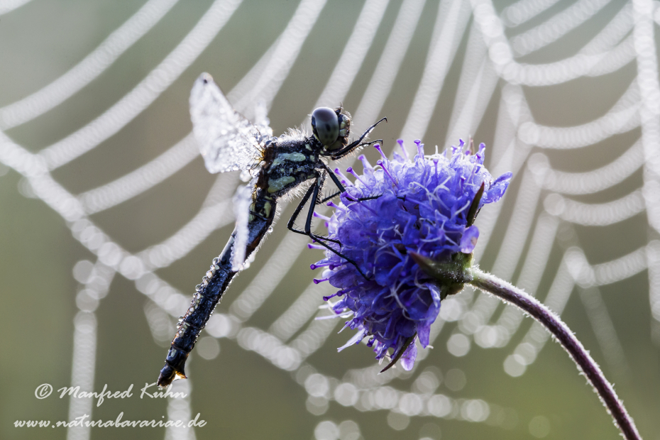Heidelibelle ()_0004