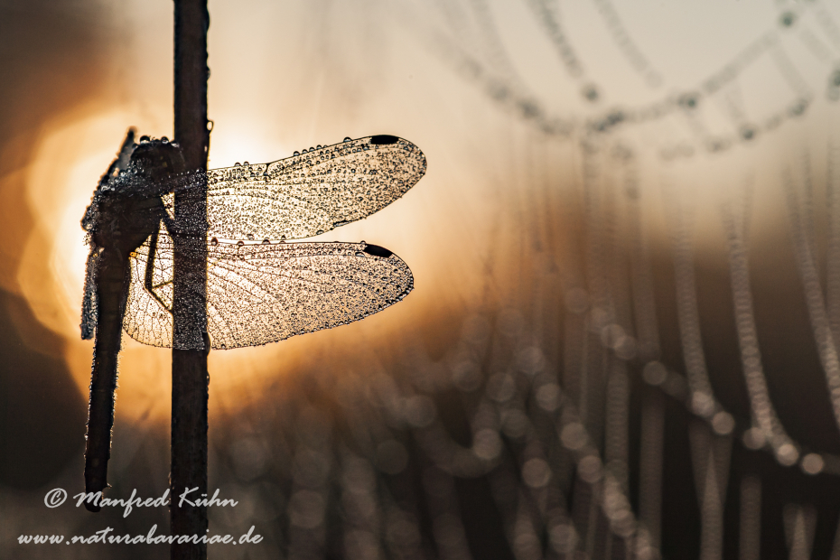 Heidelibelle ()_0013