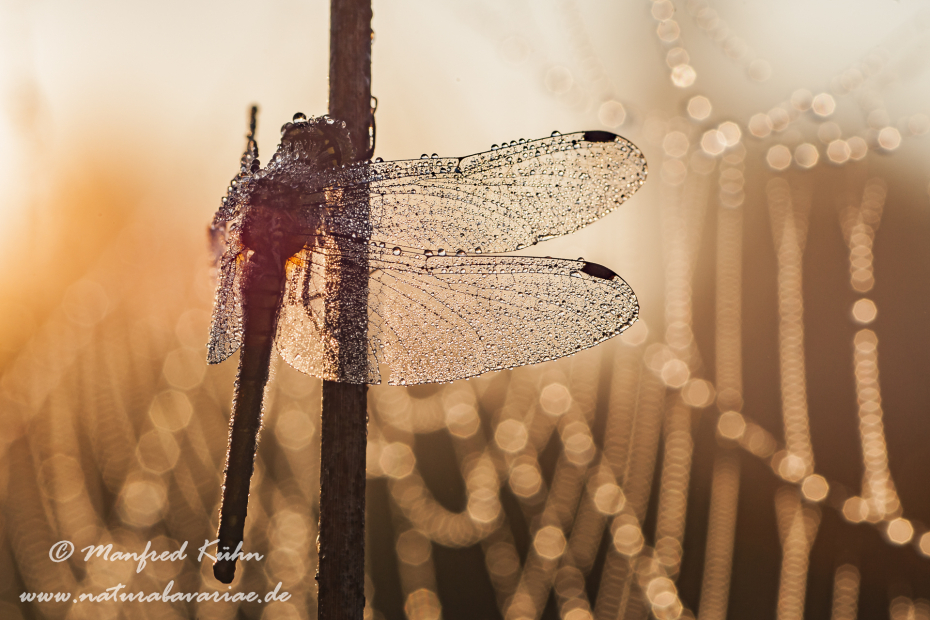Heidelibelle ()_0018