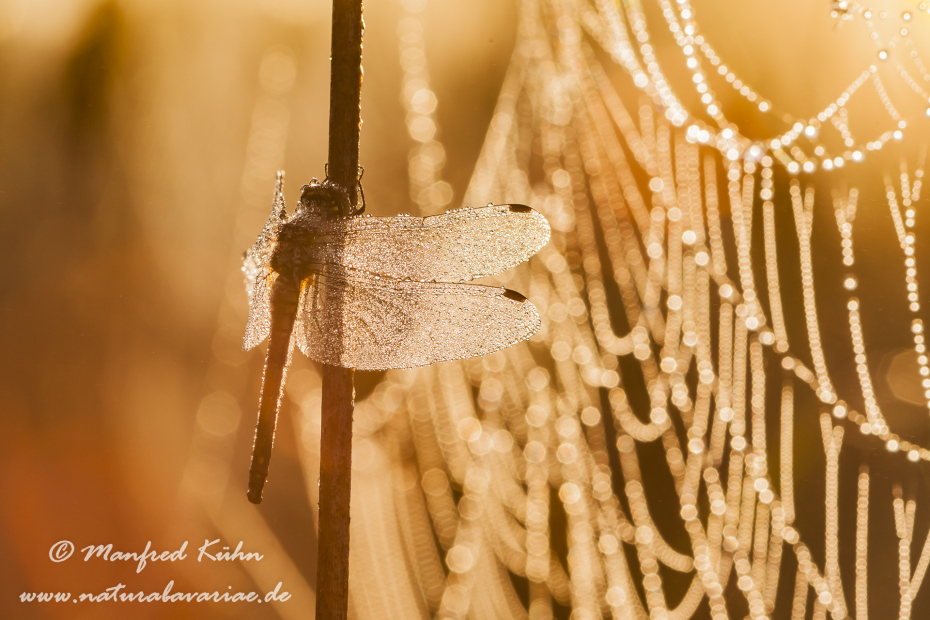 Heidelibelle ()_0021