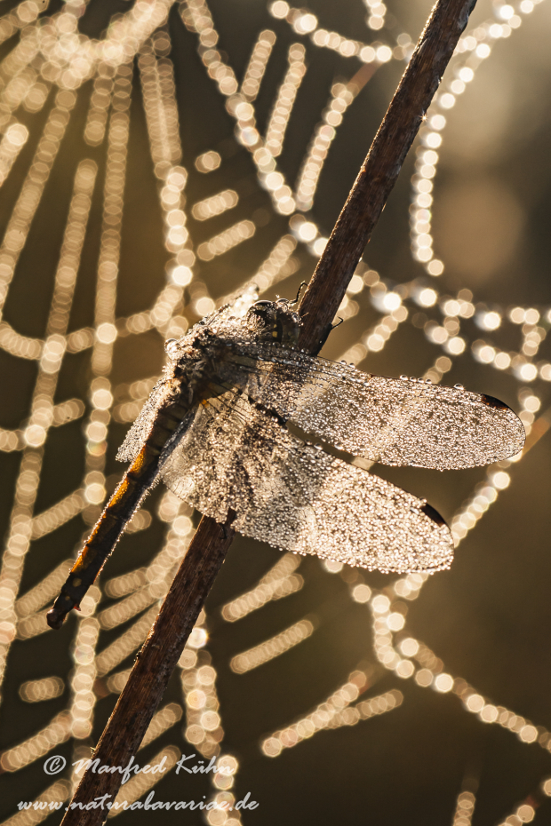 Heidelibelle ()_0029