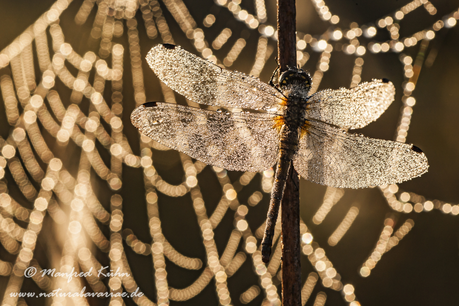 Heidelibelle ()_0030
