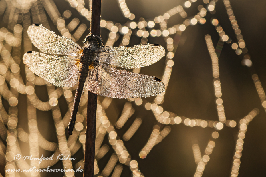 Heidelibelle ()_0033