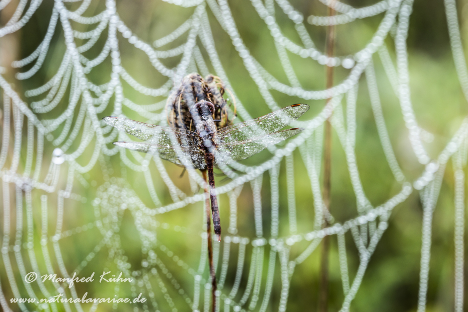 Heidelibelle ()_0041