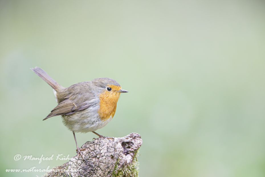 Rotkehlchen ()_0002