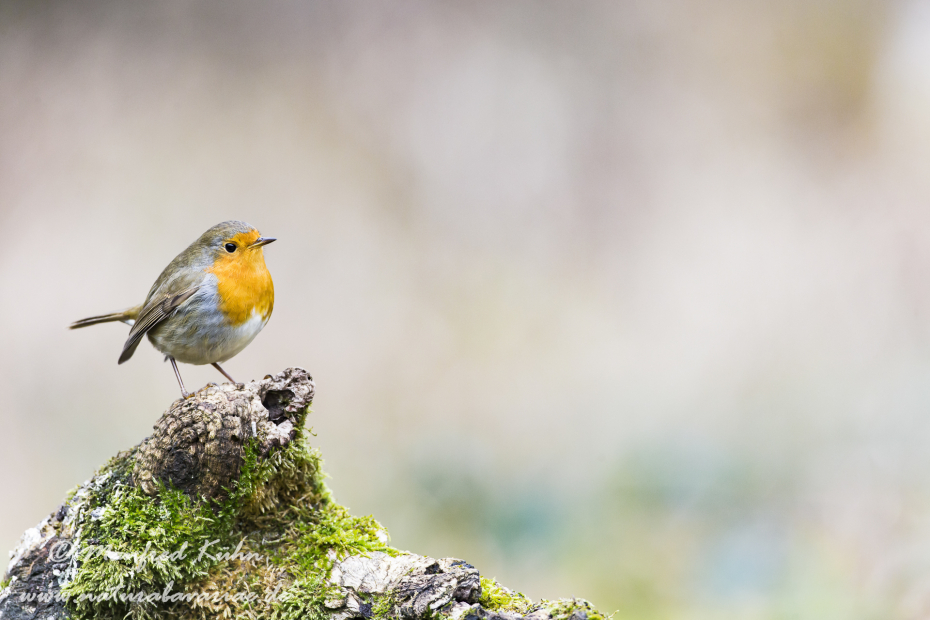 Rotkehlchen ()_0004