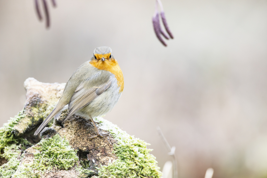 Rotkehlchen ()_0016