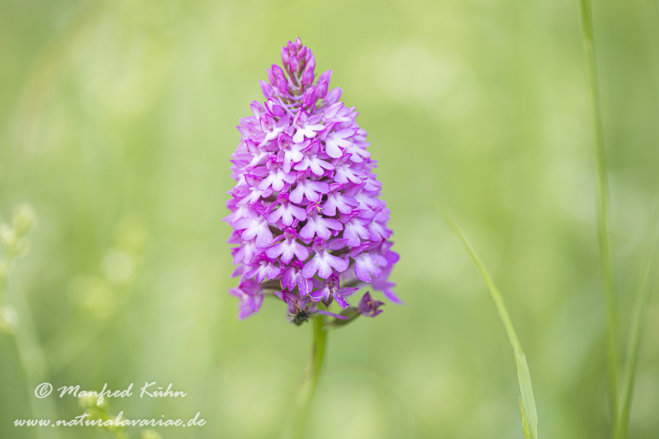 Pyramidenorchis ()_0019