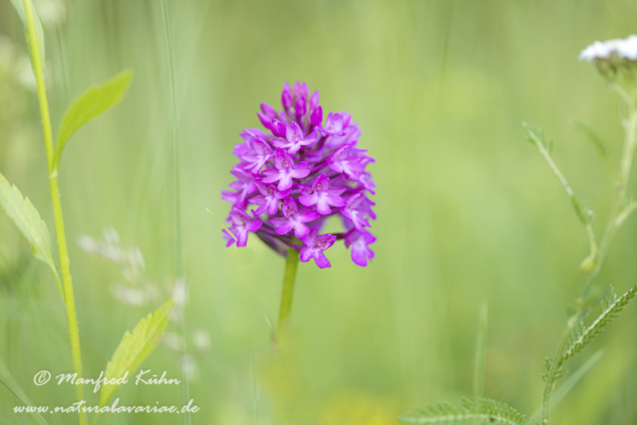 Pyramidenorchis ()_0022