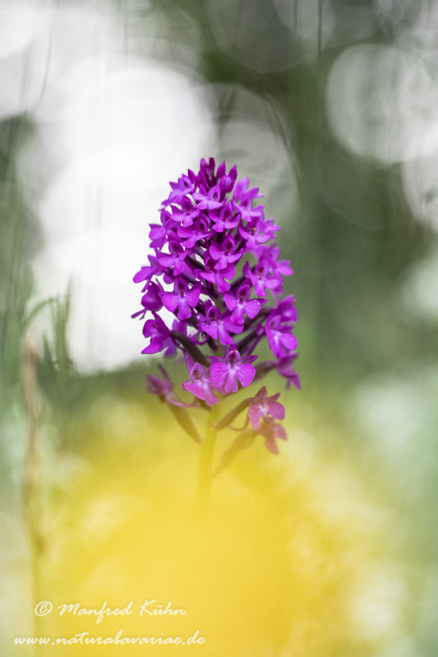 Pyramidenorchis ()_0032