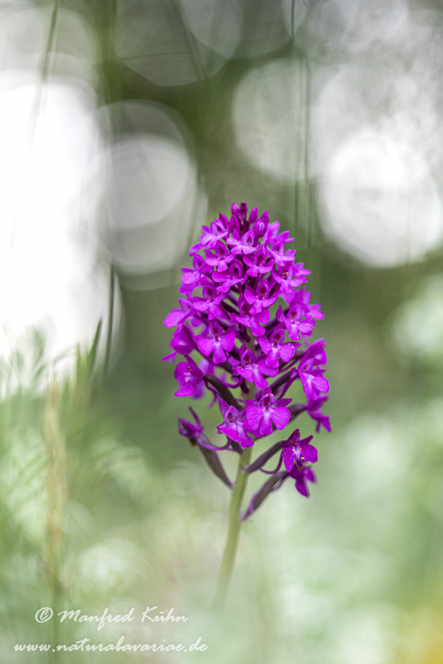 Pyramidenorchis ()_0033