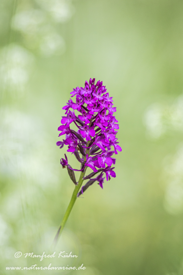 Pyramidenorchis ()_0036