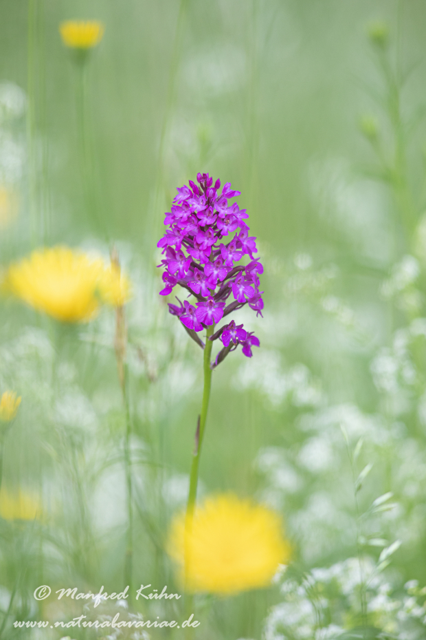 Pyramidenorchis ()_0037