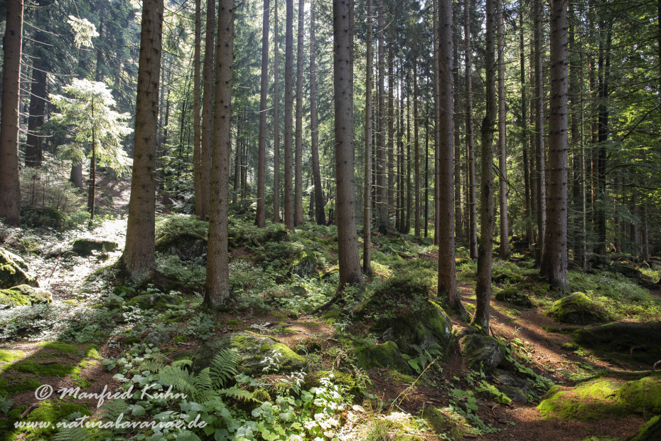 Arbersee_Kleiner (BAY_LKR_CHA)_0011