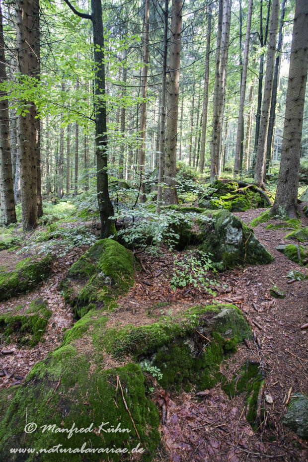 Arbersee_Kleiner (BAY_LKR_CHA)_0013