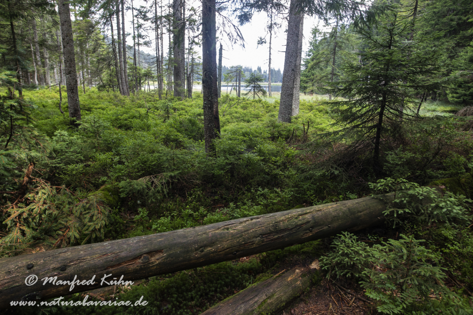 Arbersee_Kleiner (BAY_LKR_CHA)_0016