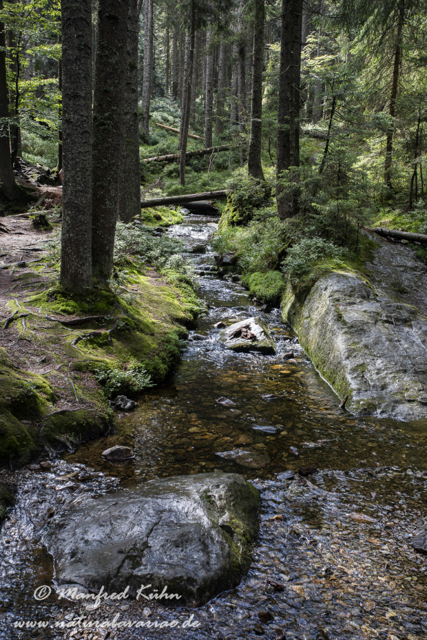 Arbersee_Kleiner (BAY_LKR_CHA)_0017