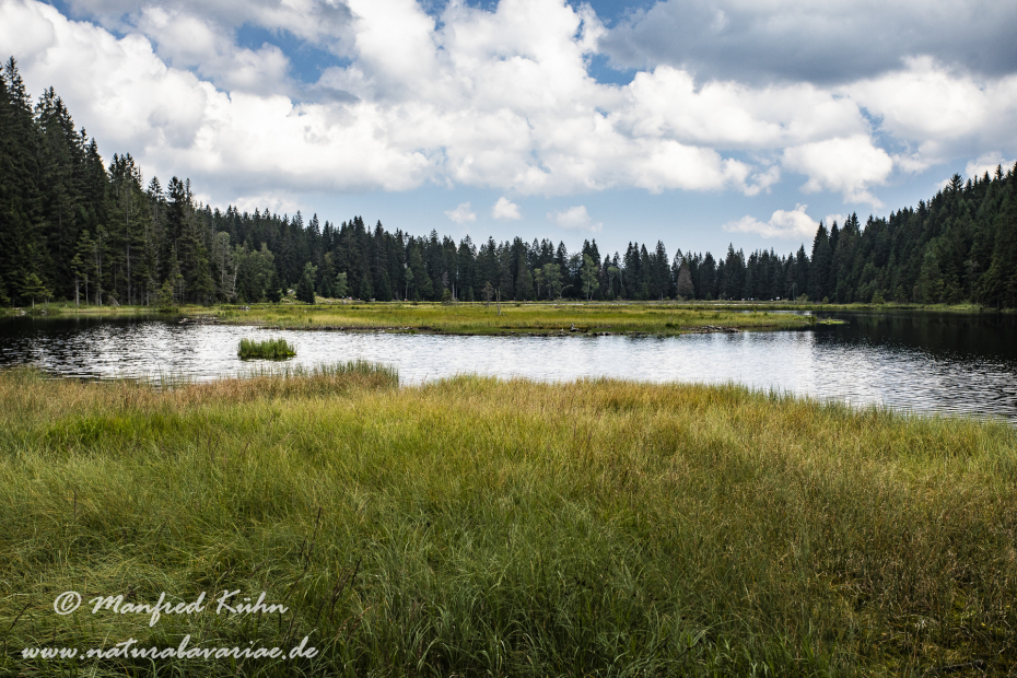 Arbersee_Kleiner (BAY_LKR_CHA)_0019