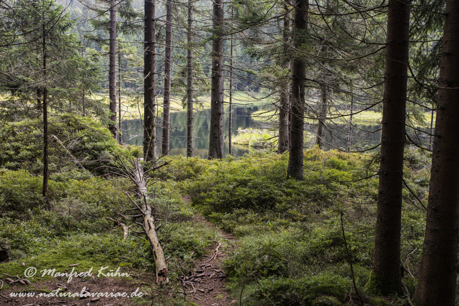 Arbersee_Kleiner (BAY_LKR_CHA)_0027