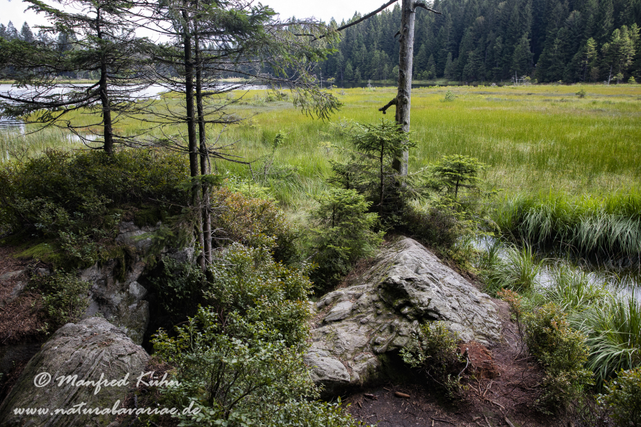 Arbersee_Kleiner (BAY_LKR_CHA)_0030