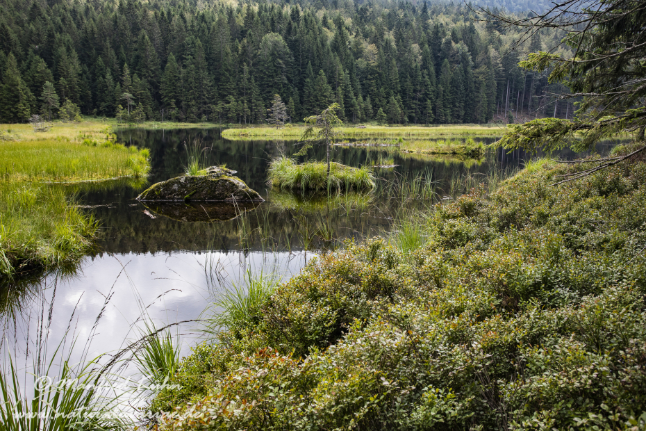 Arbersee_Kleiner (BAY_LKR_CHA)_0031