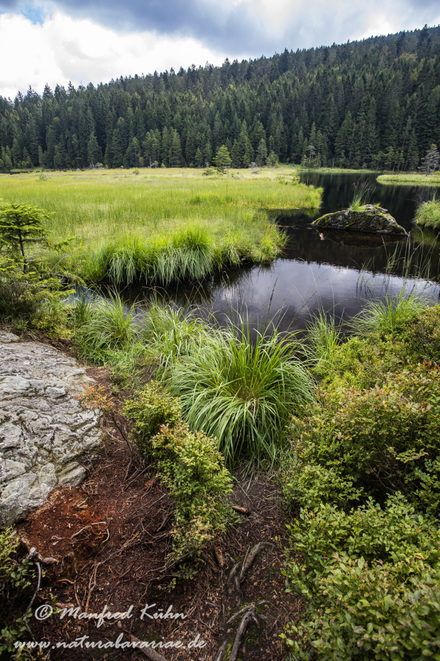 Arbersee_Kleiner (BAY_LKR_CHA)_0035