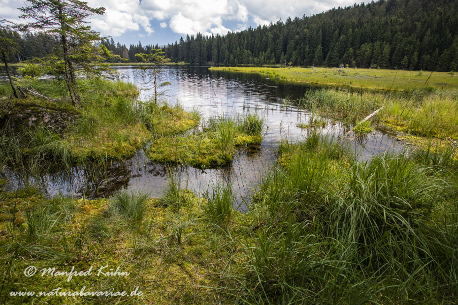 Arbersee_Kleiner (BAY_LKR_CHA)_0039