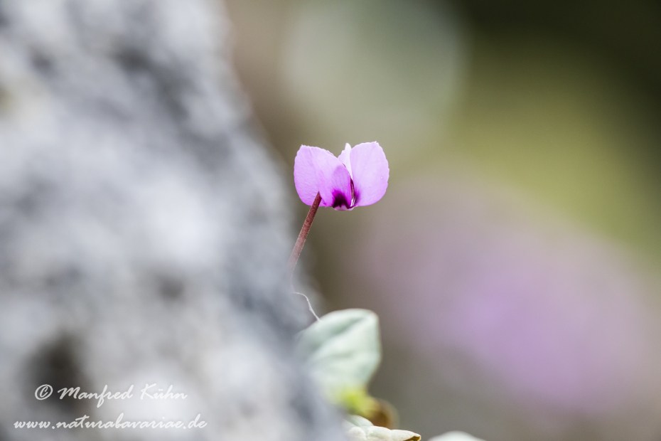 Alpenveilchen (Vorfruehlings-)_0021