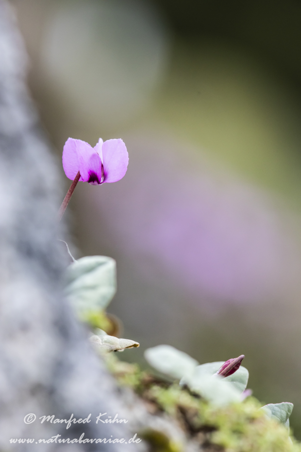 Alpenveilchen (Vorfruehlings-)_0022