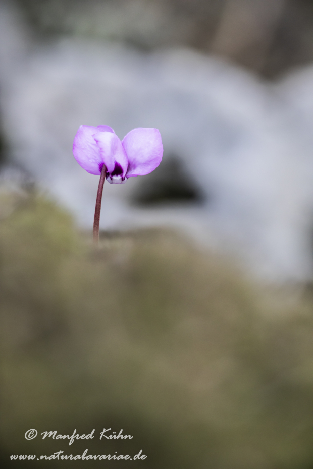 Alpenveilchen (Vorfruehlings-)_0037