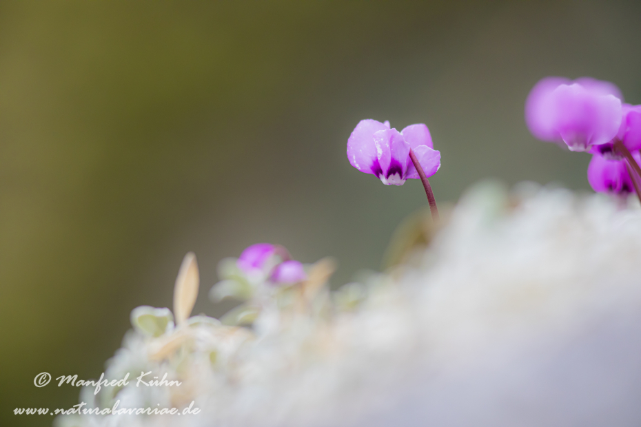 Alpenveilchen (Vorfruehlings-)_0041