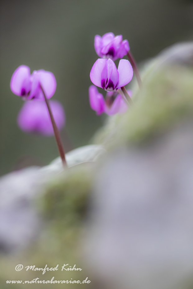 Alpenveilchen (Vorfruehlings-)_0043