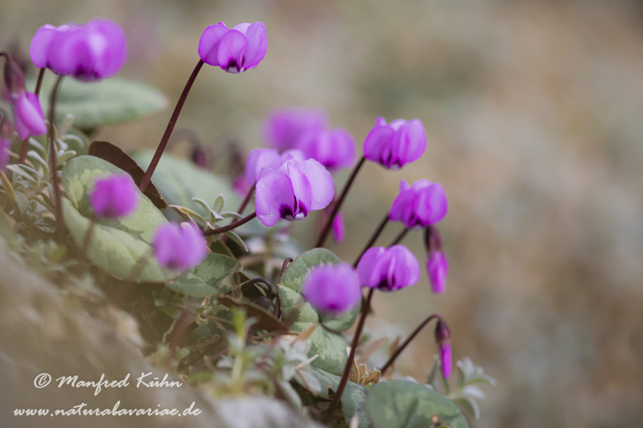 Alpenveilchen (Vorfruehlings-)_0044