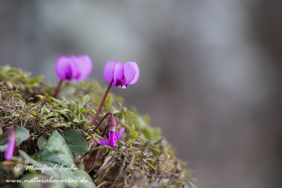 Alpenveilchen (Vorfruehlings-)_0047
