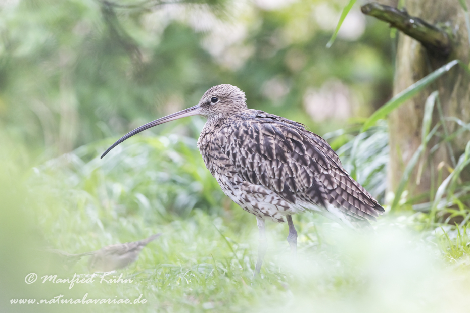 Brachvogel (Grosser)_0002