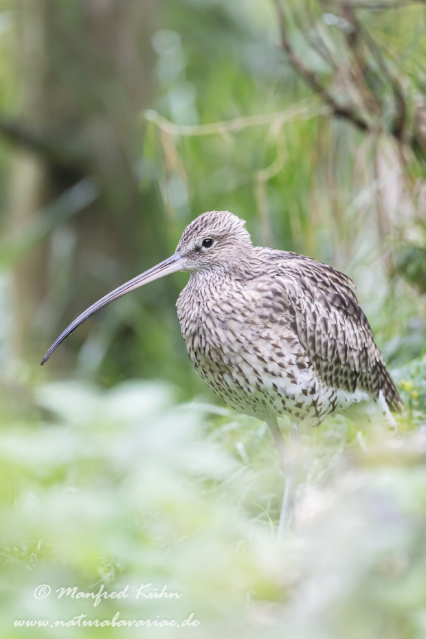 Brachvogel (Grosser)_0007