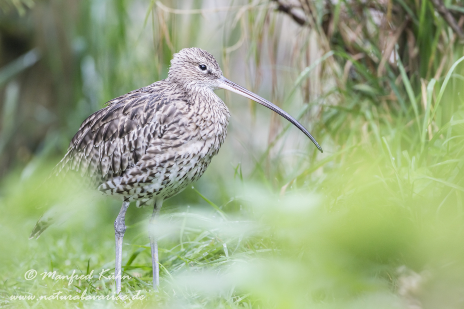 Brachvogel (Grosser)_0013