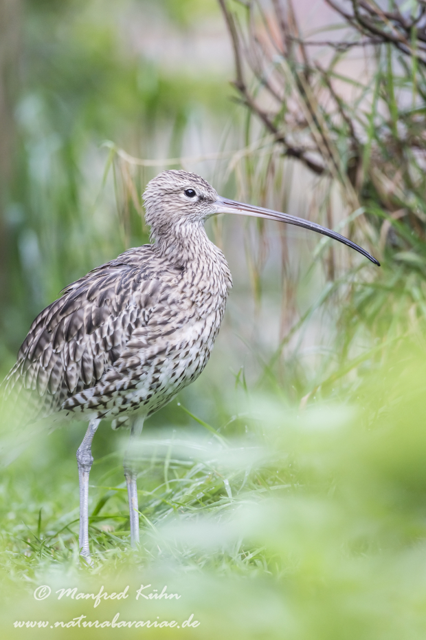 Brachvogel (Grosser)_0018