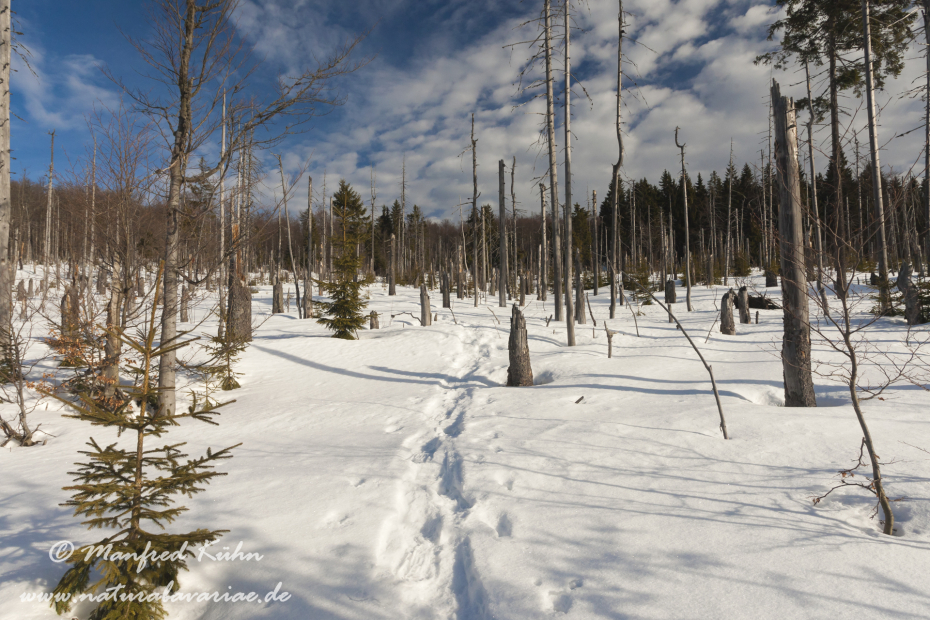 Lusen (BAY_LKR_FRG)_0003
