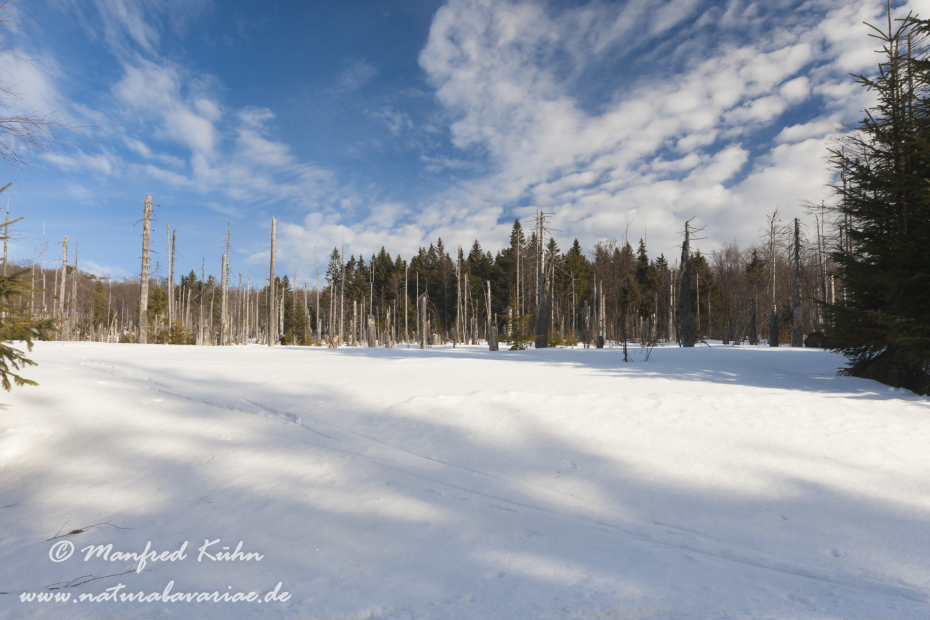 Lusen (BAY_LKR_FRG)_0004