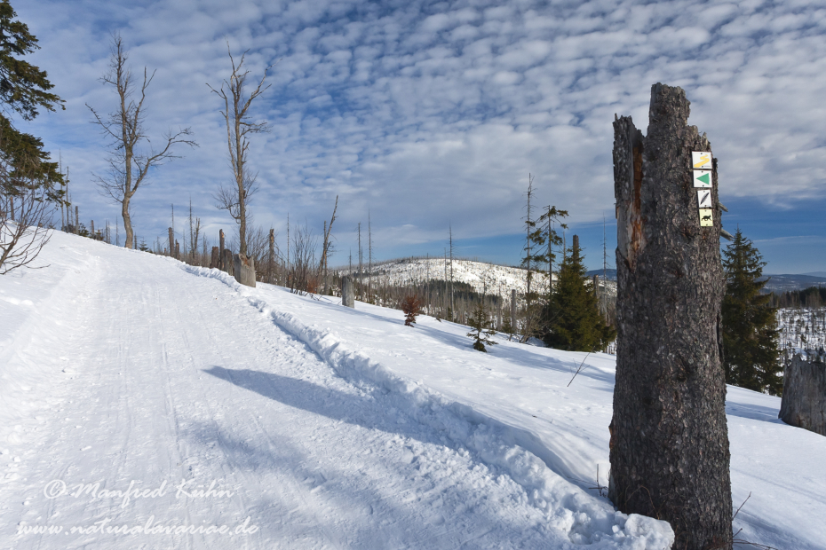 Lusen (BAY_LKR_FRG)_0027