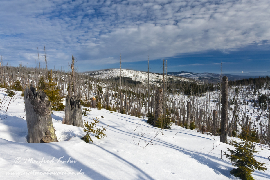 Lusen (BAY_LKR_FRG)_0028