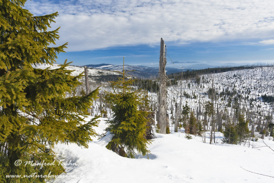 Lusen (BAY_LKR_FRG)_0030