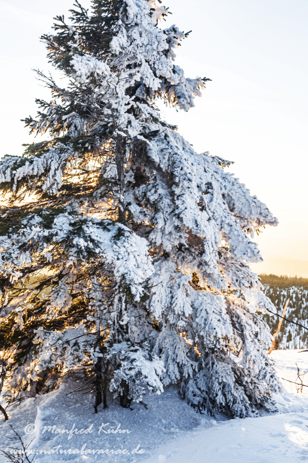 Lusen (BAY_LKR_FRG)_0074