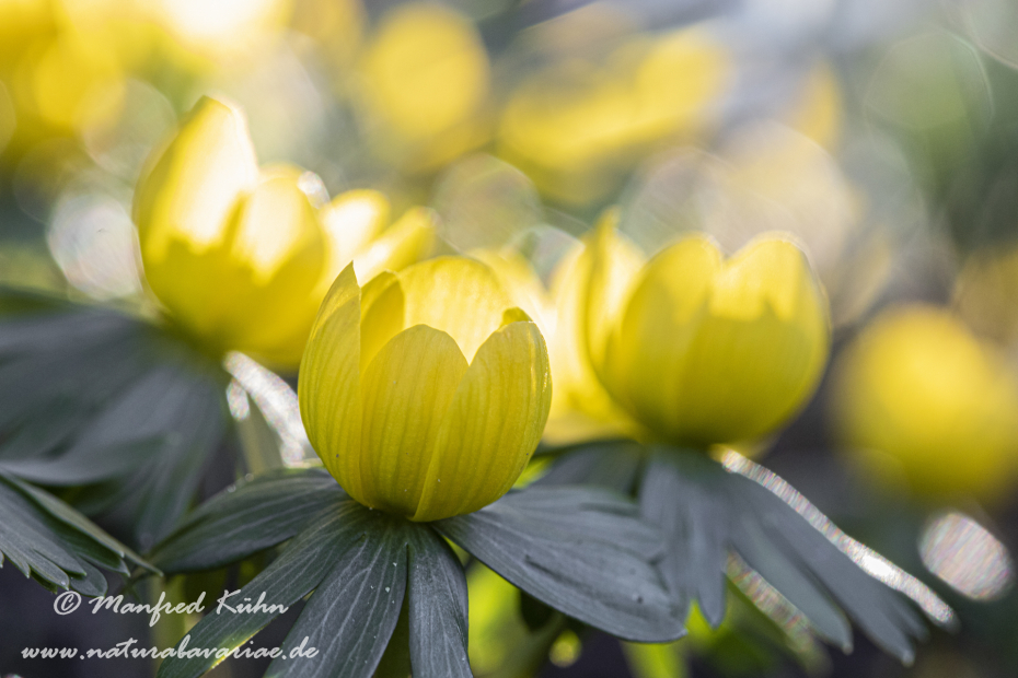 Winterling ()_0019